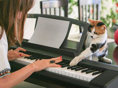 do cats like piano music that reminds them of their ancestors' hunting grounds